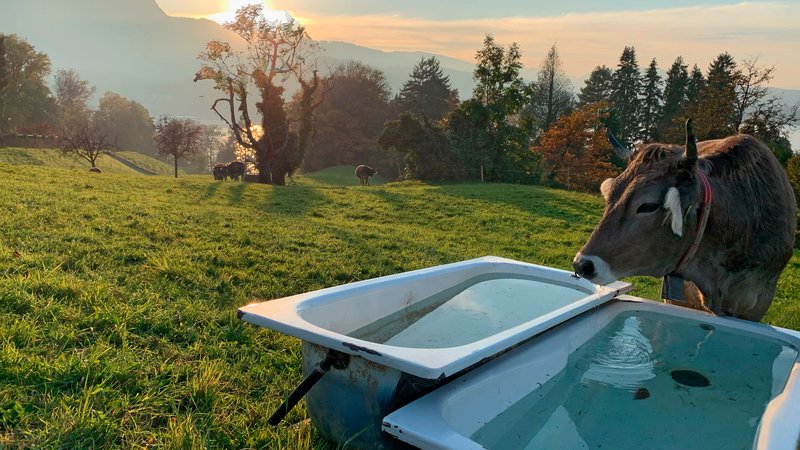 Kuh trinkt Wasser aus einer umgenutzten Schmidlin Badewanne als Kuhtränke in idyllischer Berglandschaft.